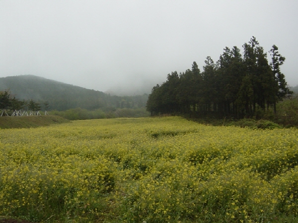 37-2006춘계수련대회/제주 - 정석비행장 유채꽃