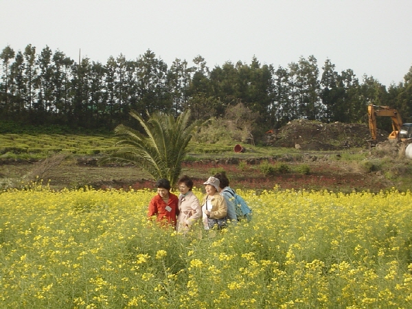 51-2006춘계수련대회/제주 - 약천사 앞 유채꽃 마당