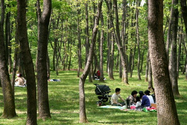 53 사찰 순례 용주사 - 능 주변의 숲에 주민들이 한가롭게 소풍나온 모습