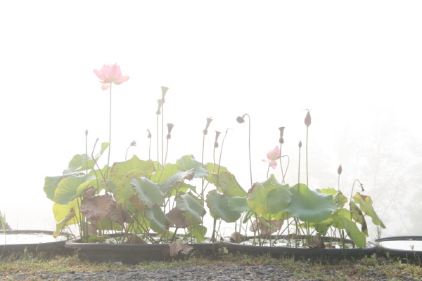 법륜사 동문대회 2일차 - 아침 안개속의 연꽃