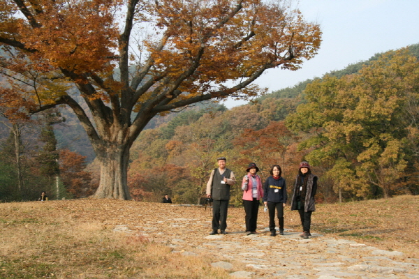 13차 사찰순례 백양사 - 용흥사 올라가는길에 느티나무 수령이 650년쯤 되었다는데.. 지난 해에 병이 나서 가지를 치고 치료하여 지금은 많이 좋아진 모습